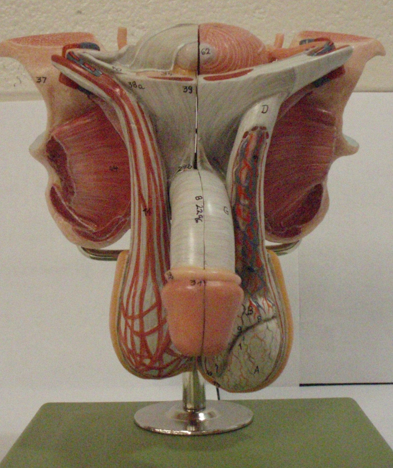 male-anatomy-front